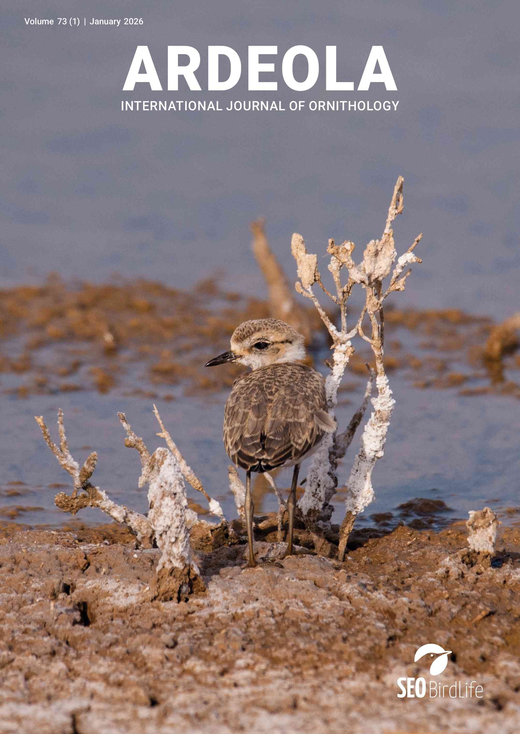 kentish plover